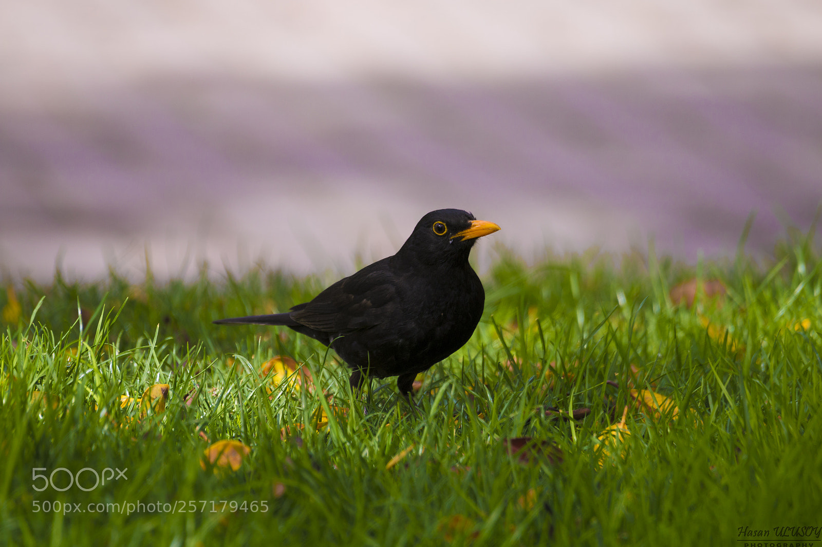 Canon EOS 70D sample photo. Bird photography