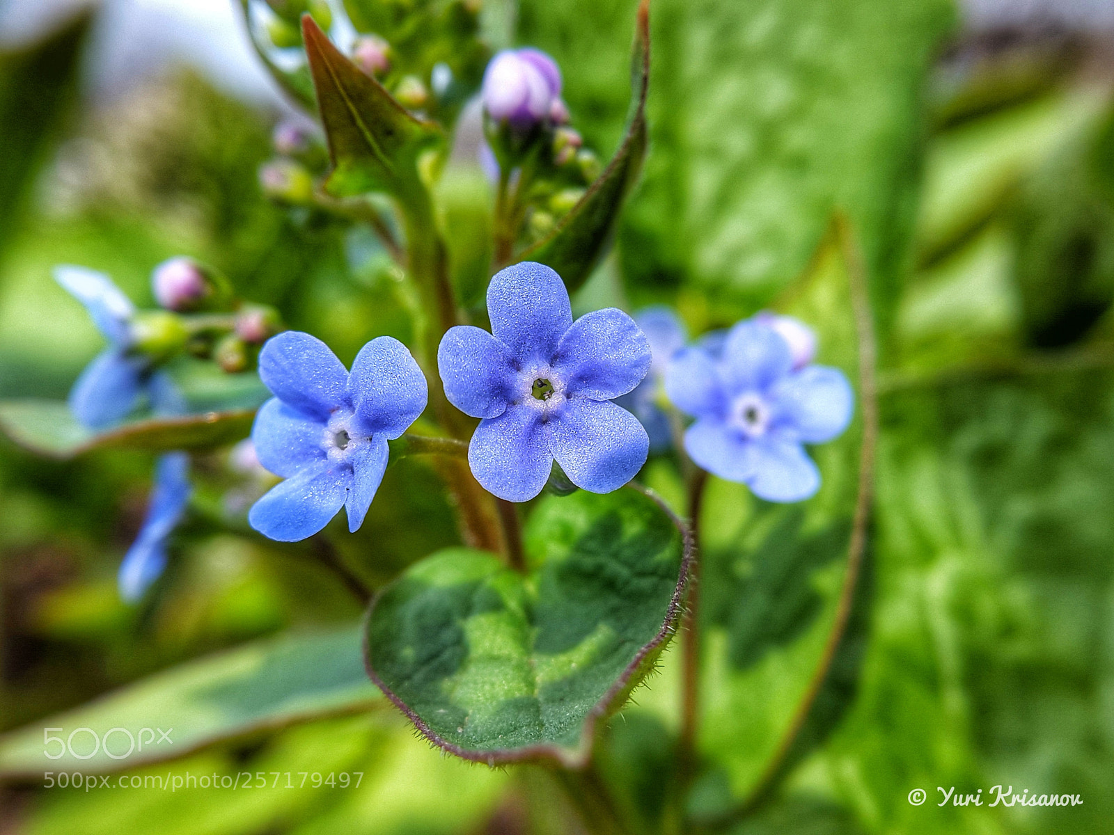 Samsung Galaxy Alpha sample photo. Flowers brunnera photography