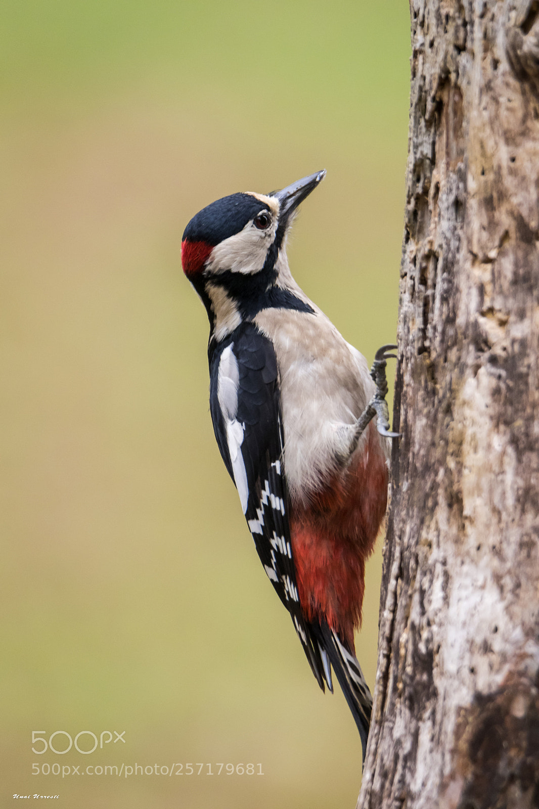 Canon EOS 77D (EOS 9000D / EOS 770D) sample photo. Pico pocapinos. photography