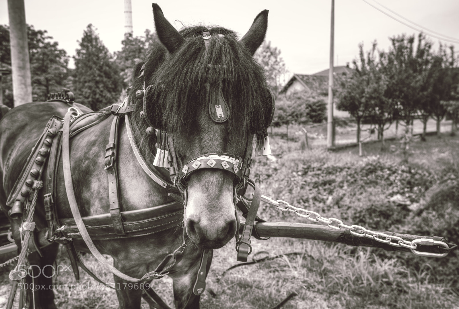 Nikon D750 sample photo. Horse photography