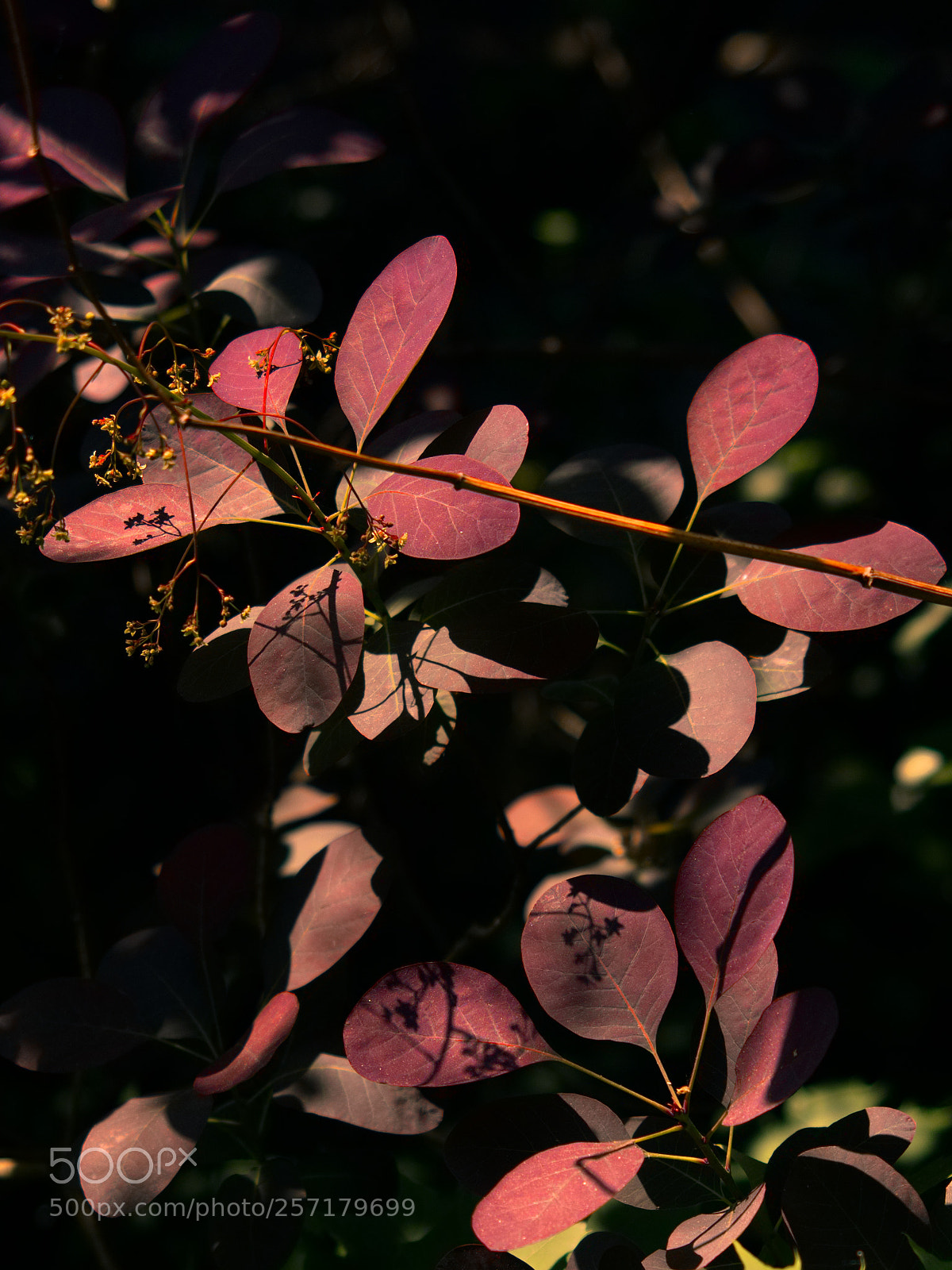Panasonic Lumix DC-GH5 sample photo. Le printemps dans les photography