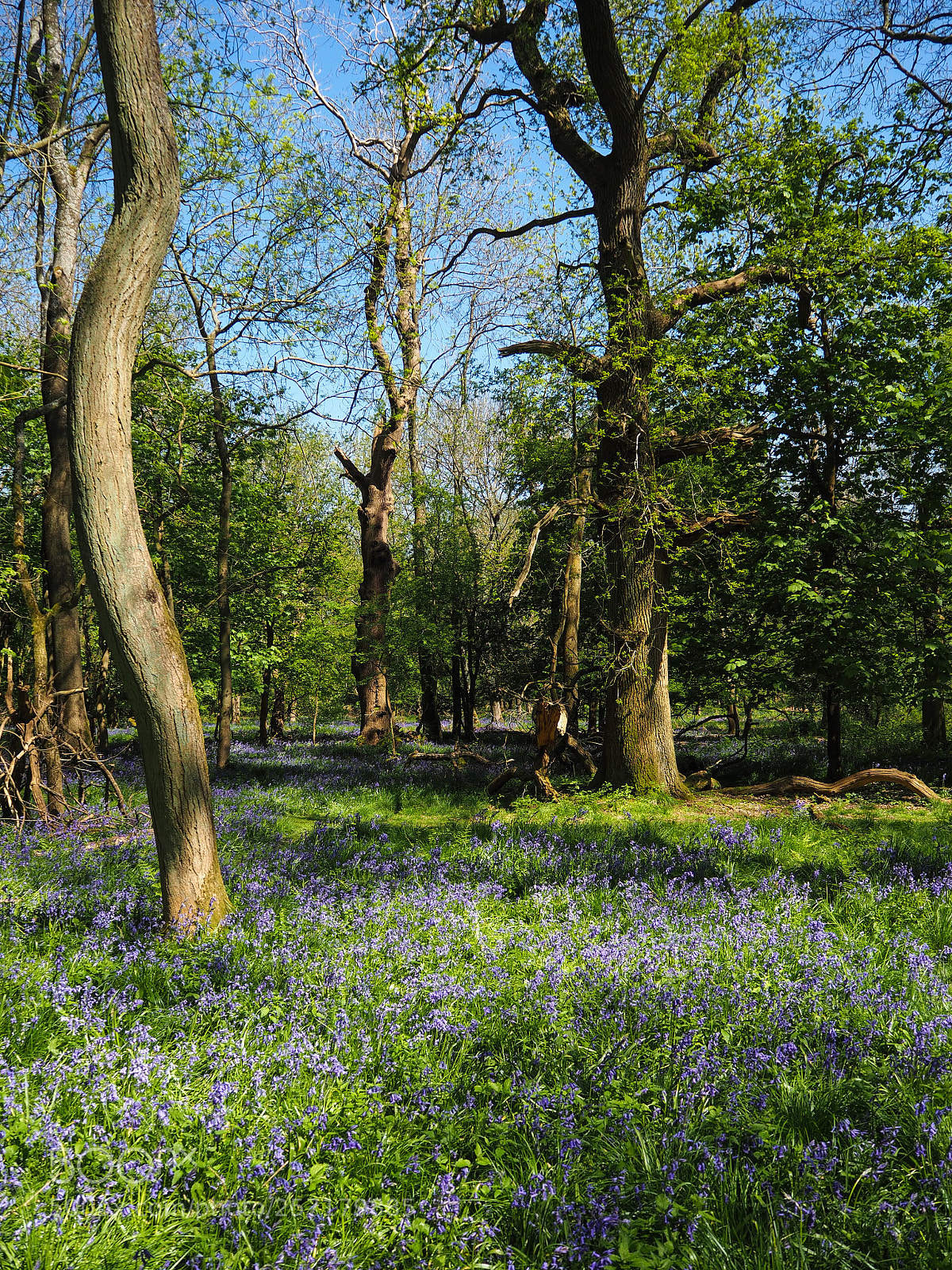 Olympus OM-D E-M10 II sample photo. Woodland in the spring photography