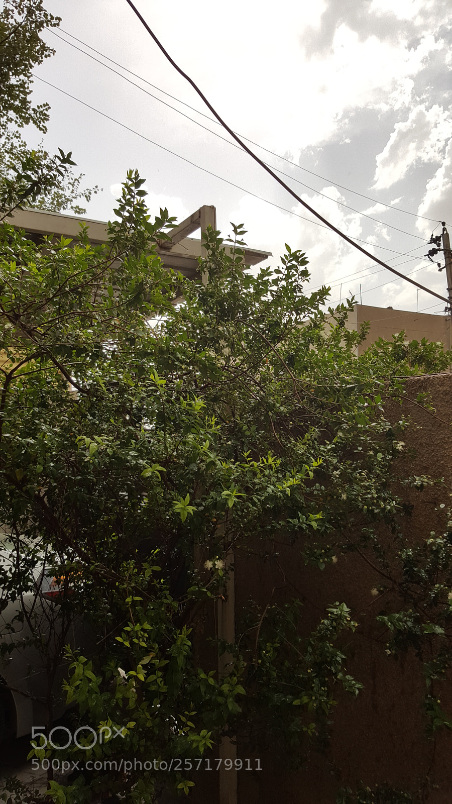Samsung GALAXY S6 edge sample photo. Wallace under the rain photography