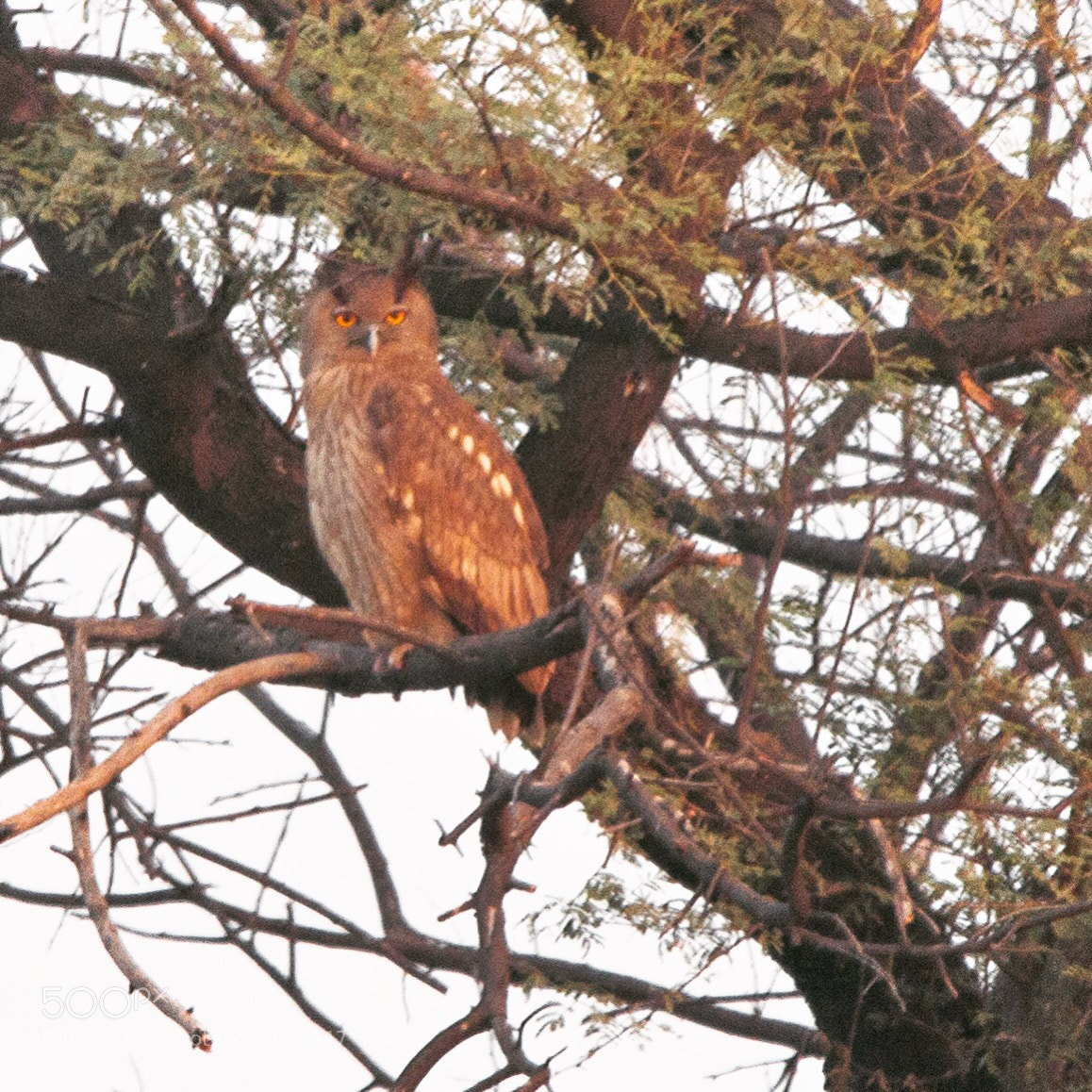 Canon EOS 70D sample photo. Dusky owl photography