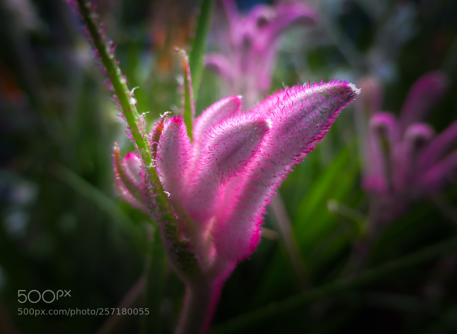 Panasonic Lumix DMC-ZS30 (Lumix DMC-TZ40) sample photo. Marco nature photography