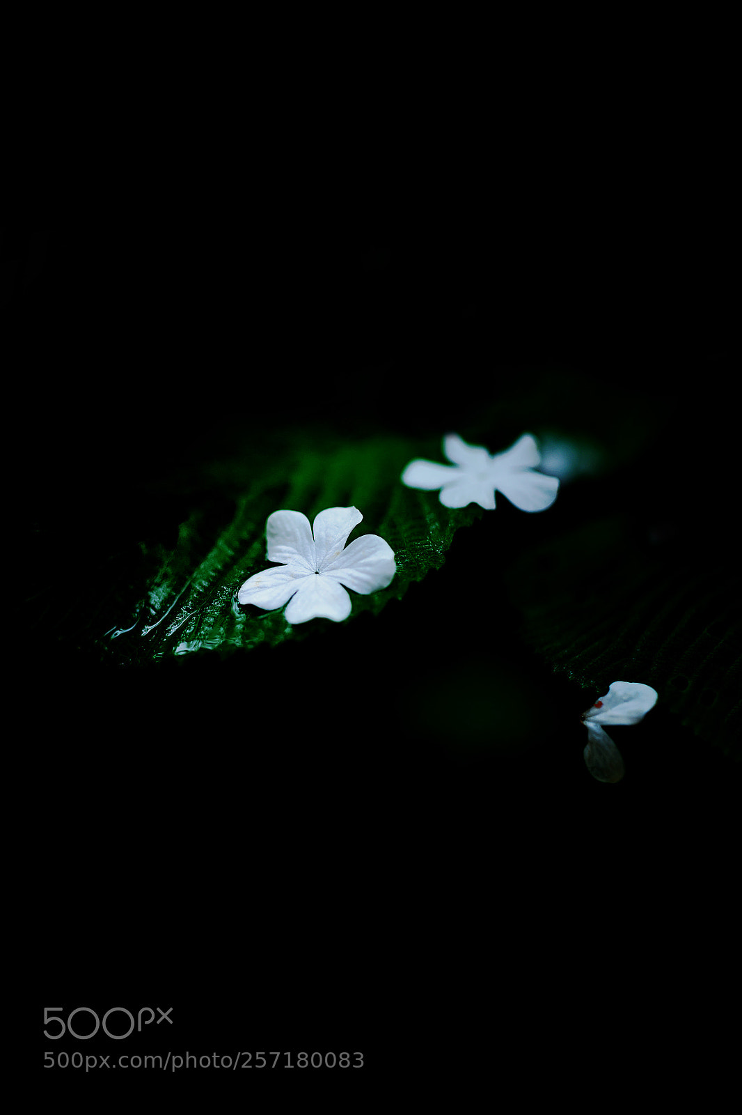 Nikon D800E sample photo. No other time photography
