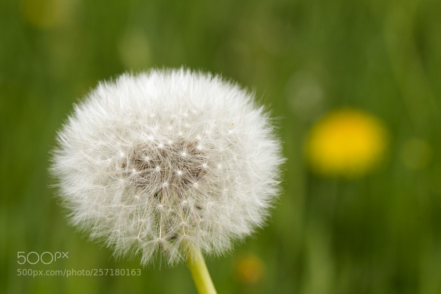 Canon EOS 6D sample photo. Pusteblume photography