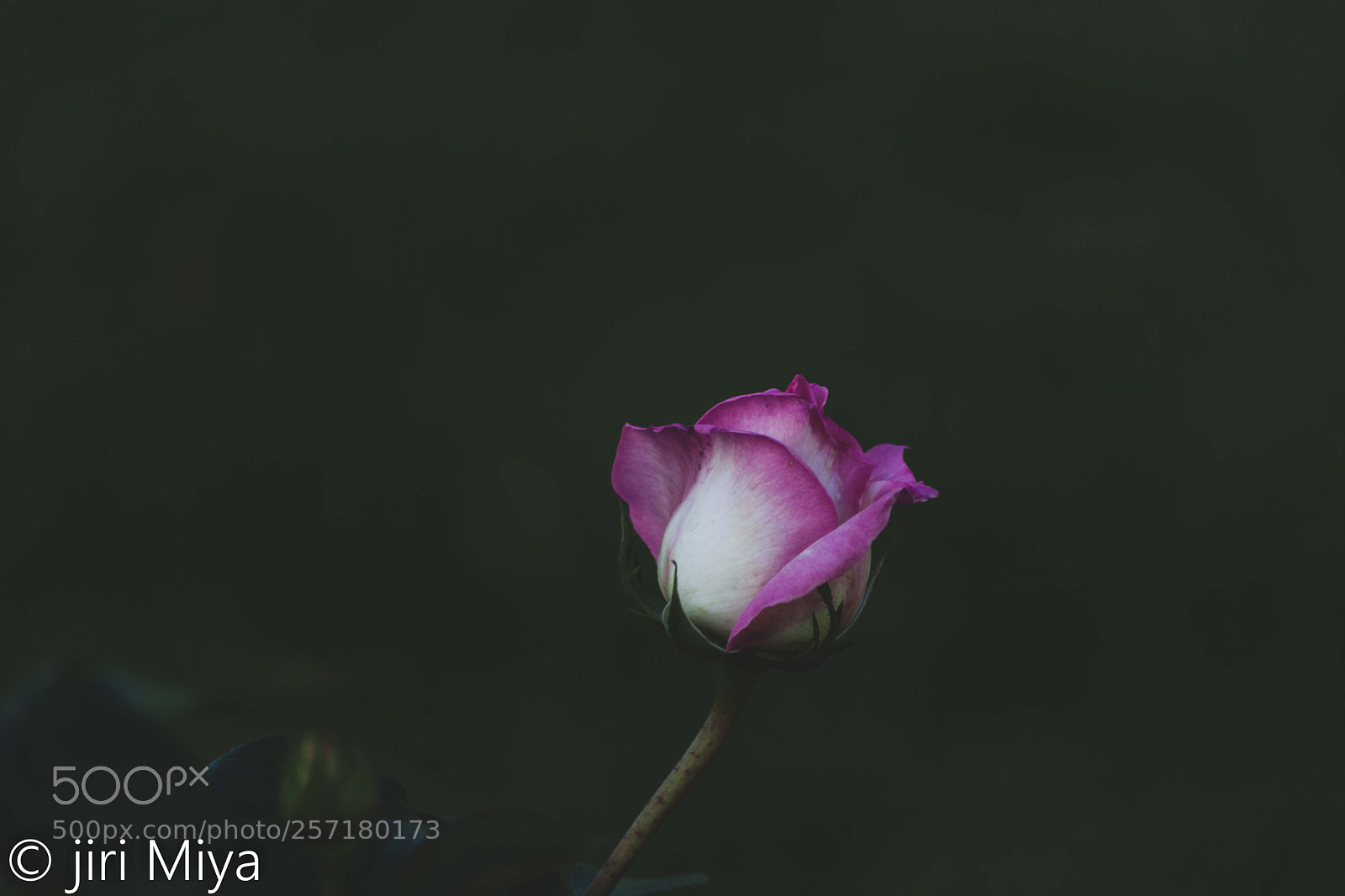 Canon EOS 5D Mark II sample photo. Matte photography