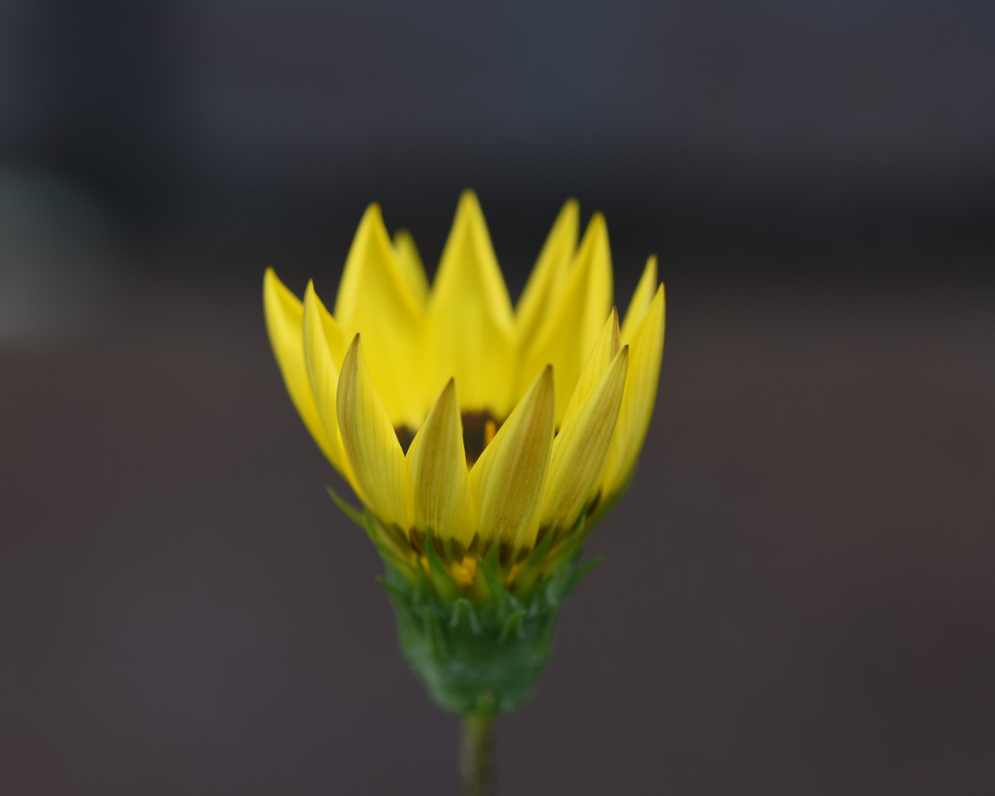 Nikon AF Micro-Nikkor 200mm F4D ED-IF sample photo. Tiny yellow flower photography