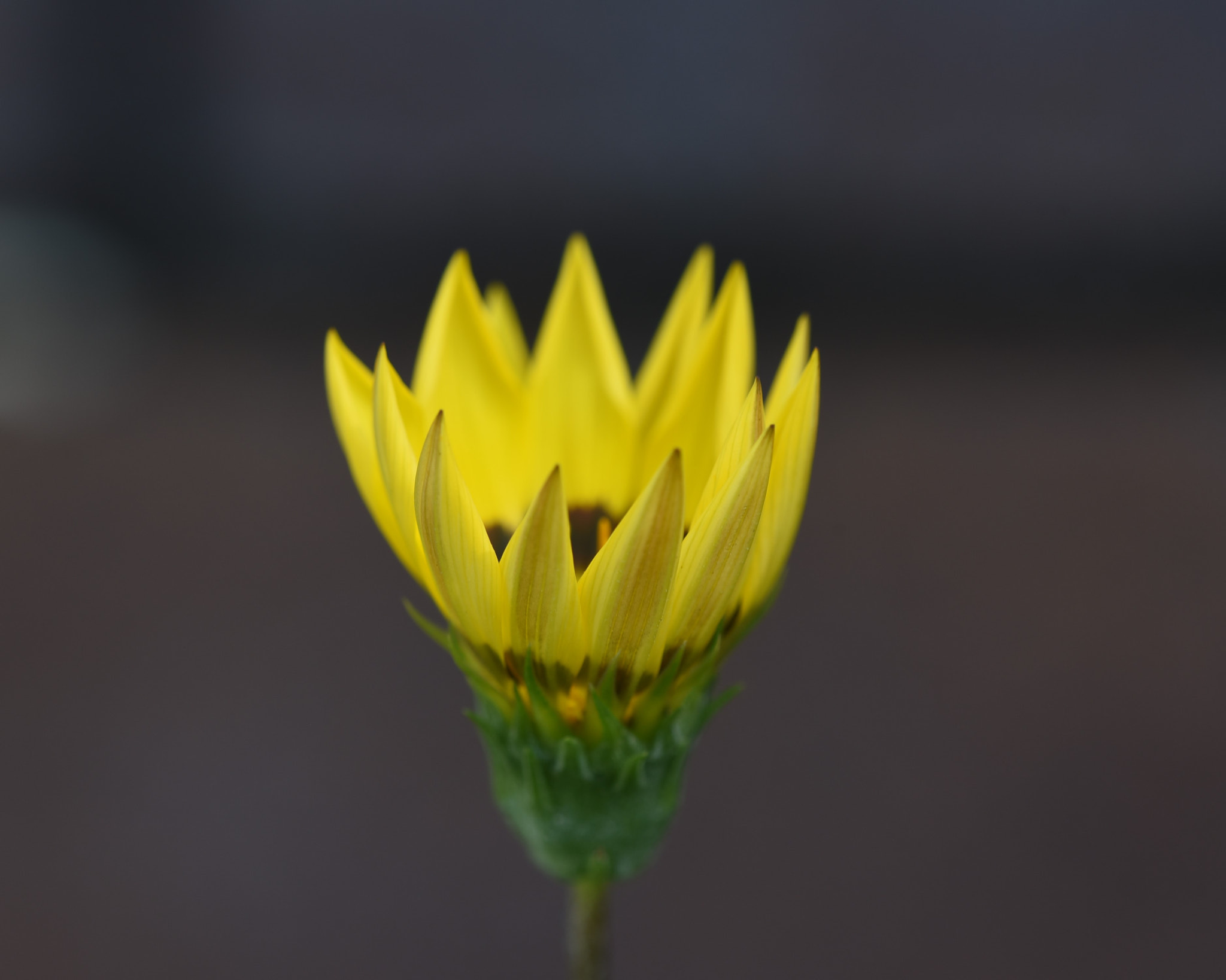 Nikon D750 + Nikon AF Micro-Nikkor 200mm F4D ED-IF sample photo. Tiny yellow flower photography