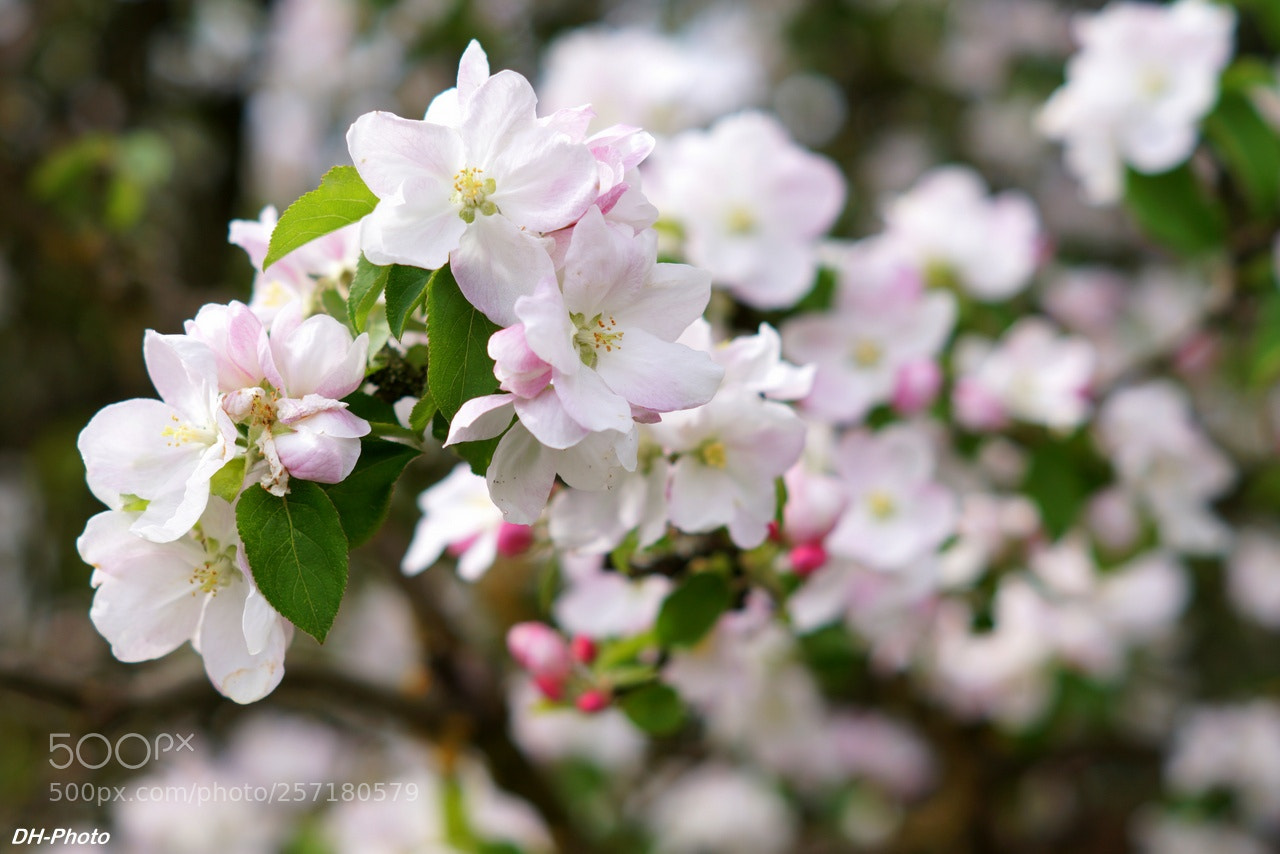 Sony ILCA-77M2 sample photo. Apple blossoms photography