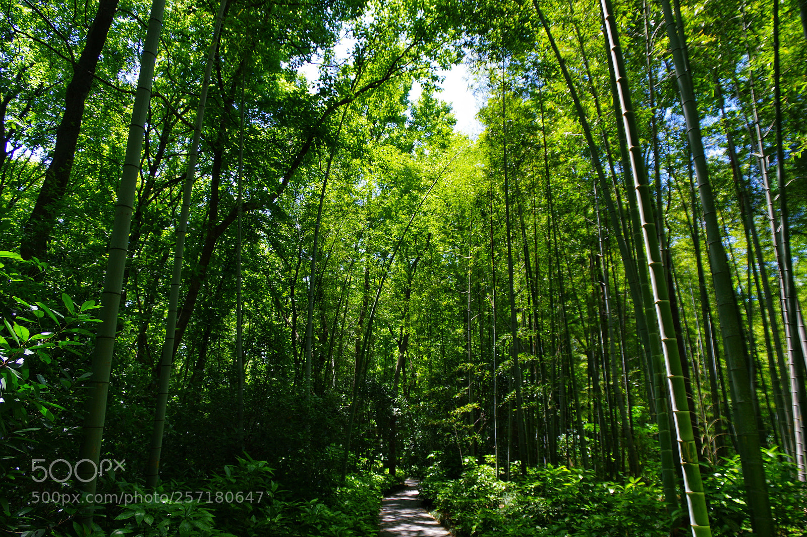 Pentax K-3 II sample photo. Untitled photography