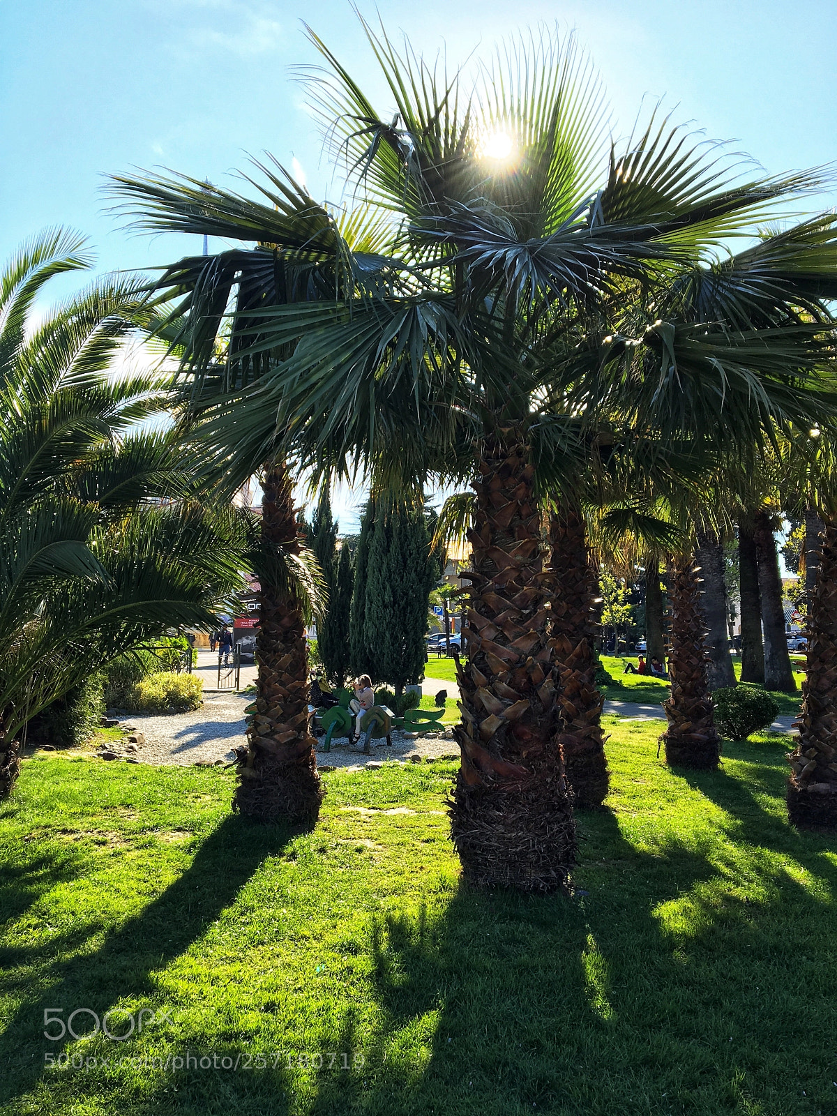 Apple iPhone 6s sample photo. Palm tree photography