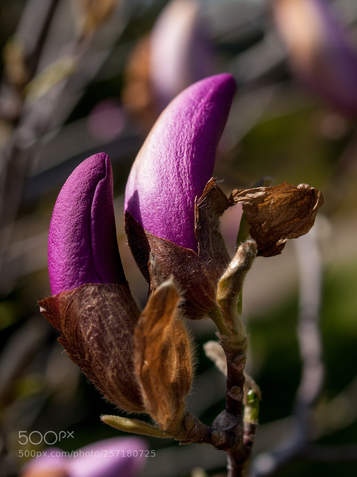 Olympus E-520 (EVOLT E-520) sample photo. National botanical garden photography