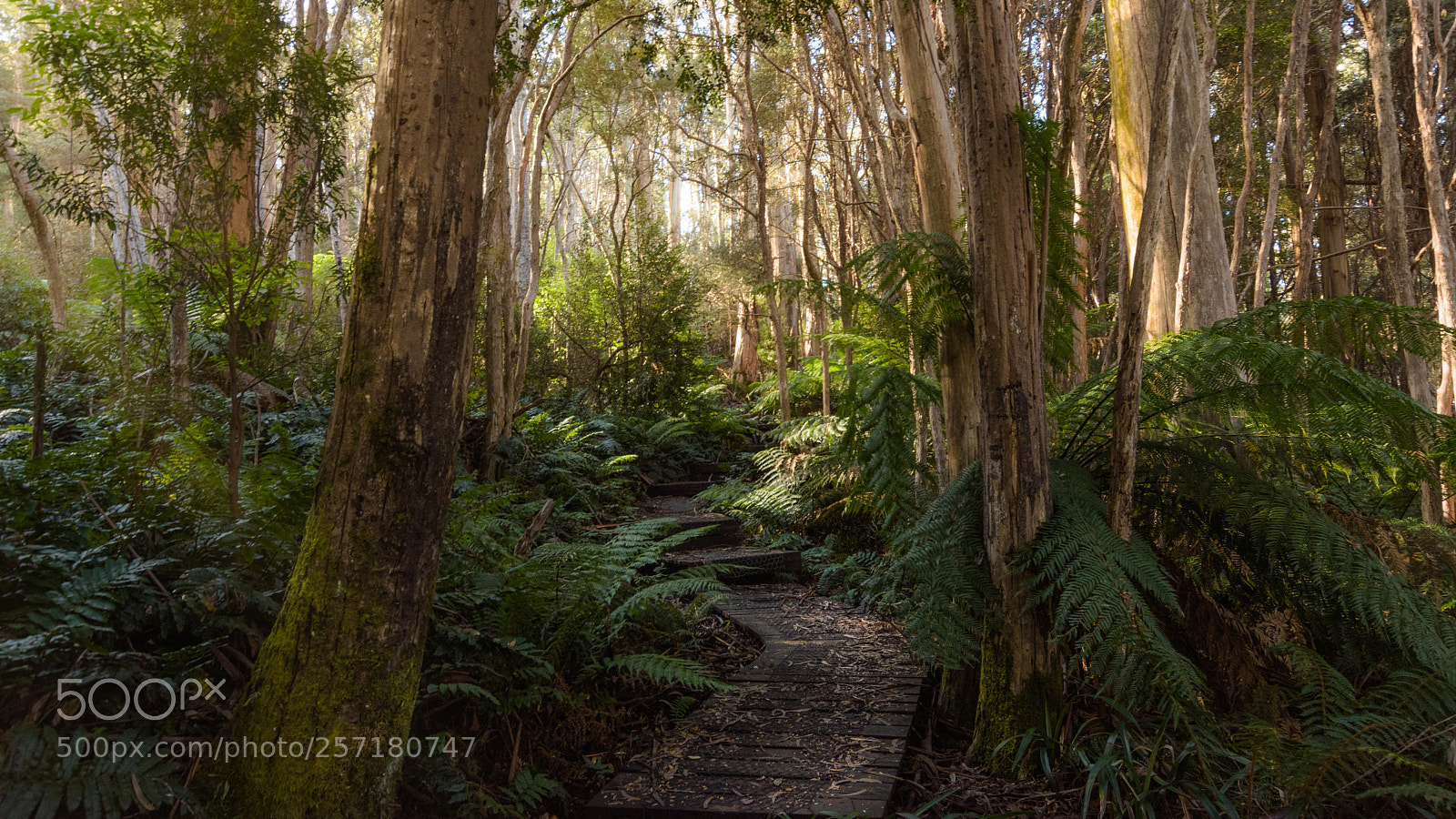 Nikon D7200 sample photo. Mt erica track photography