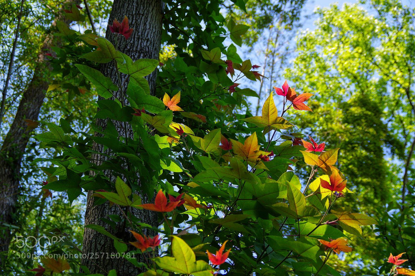 Pentax K-3 II sample photo. Untitled photography