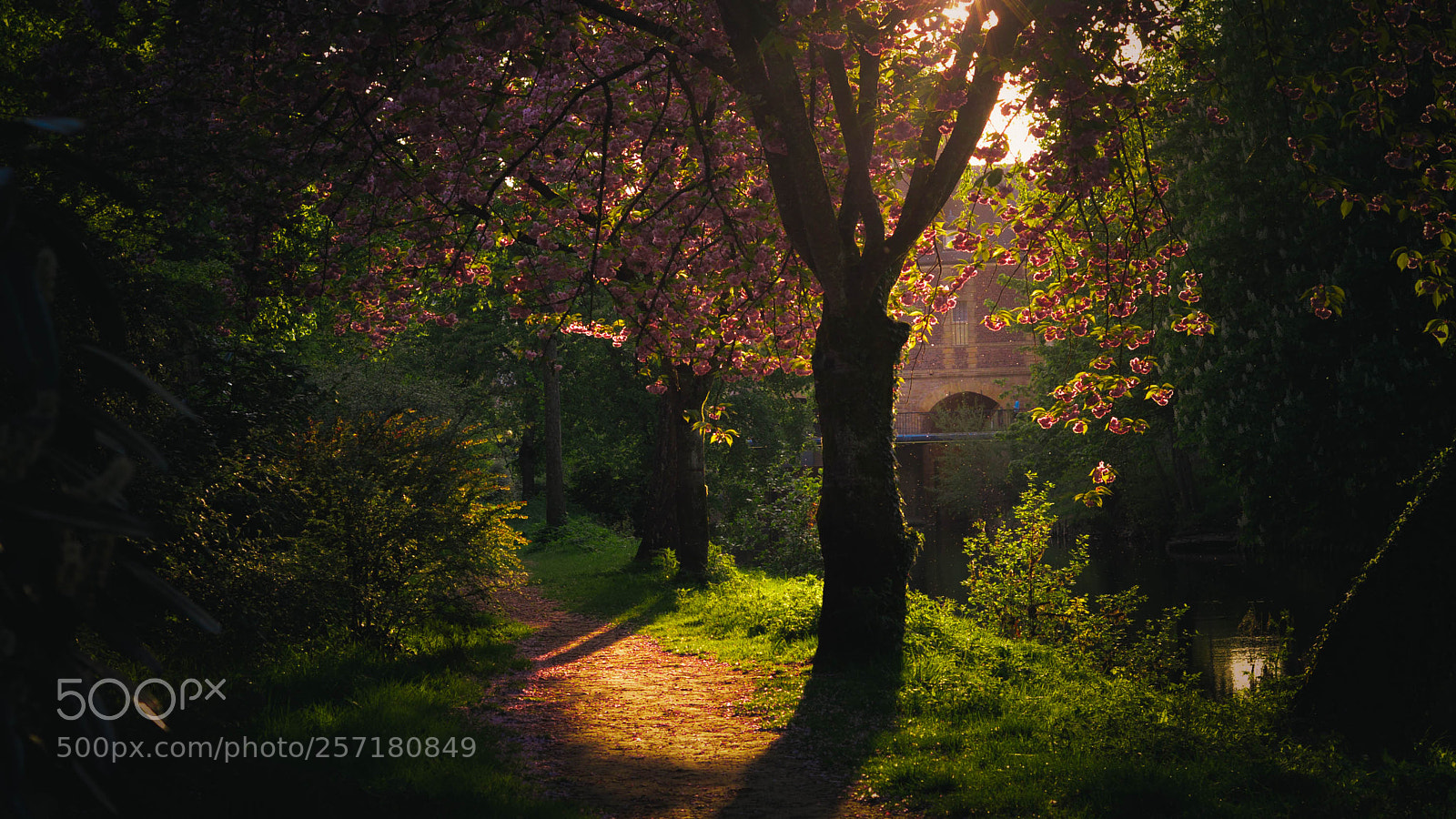 Nikon D3200 sample photo. Trees and a bridge photography