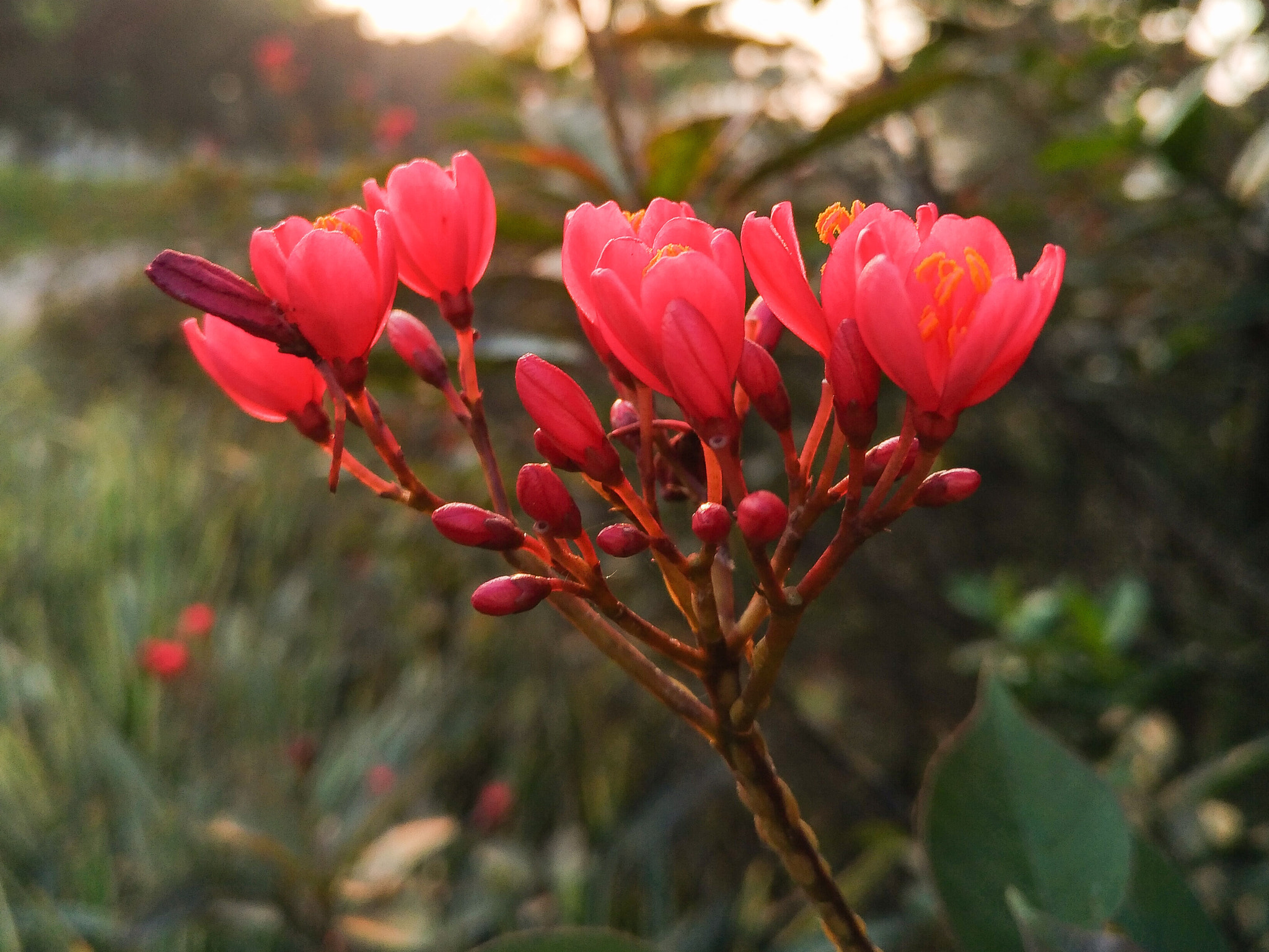 ASUS Z017DB sample photo. Pink flower photography