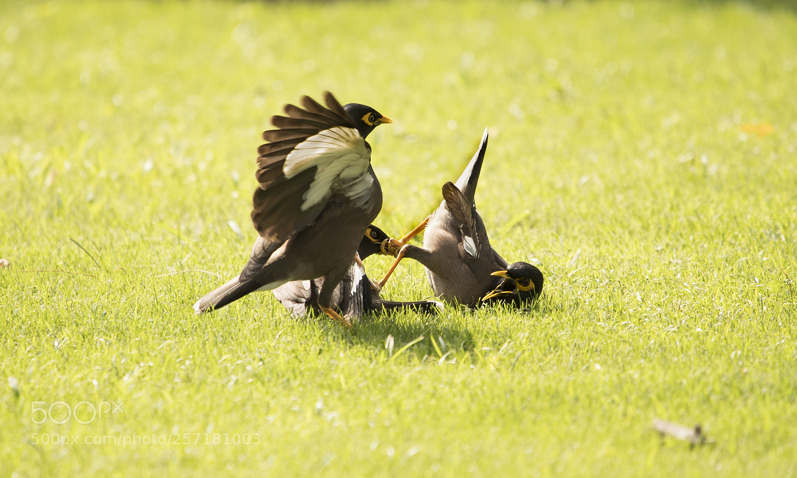 Canon EOS-1D X Mark II sample photo. A good fight photography