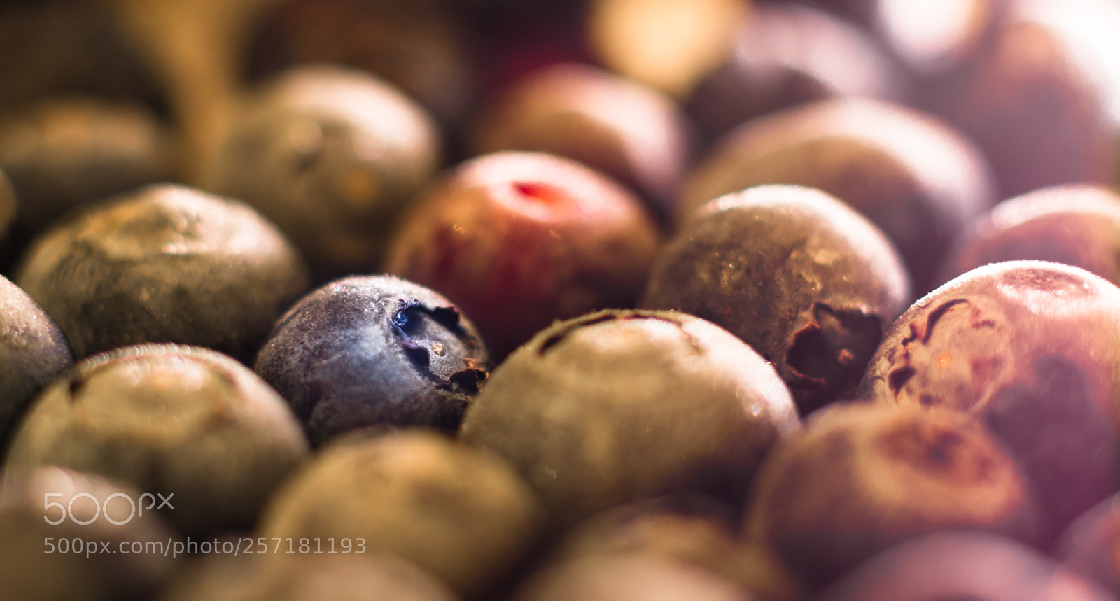 Nikon D7200 sample photo. Blueberries photography
