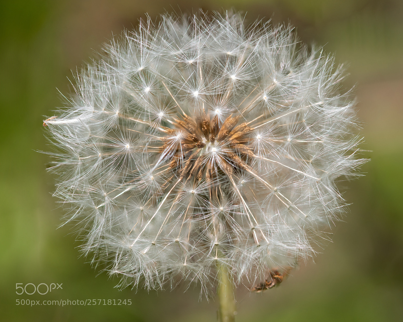 Nikon D850 sample photo. Inside the dandelion photography