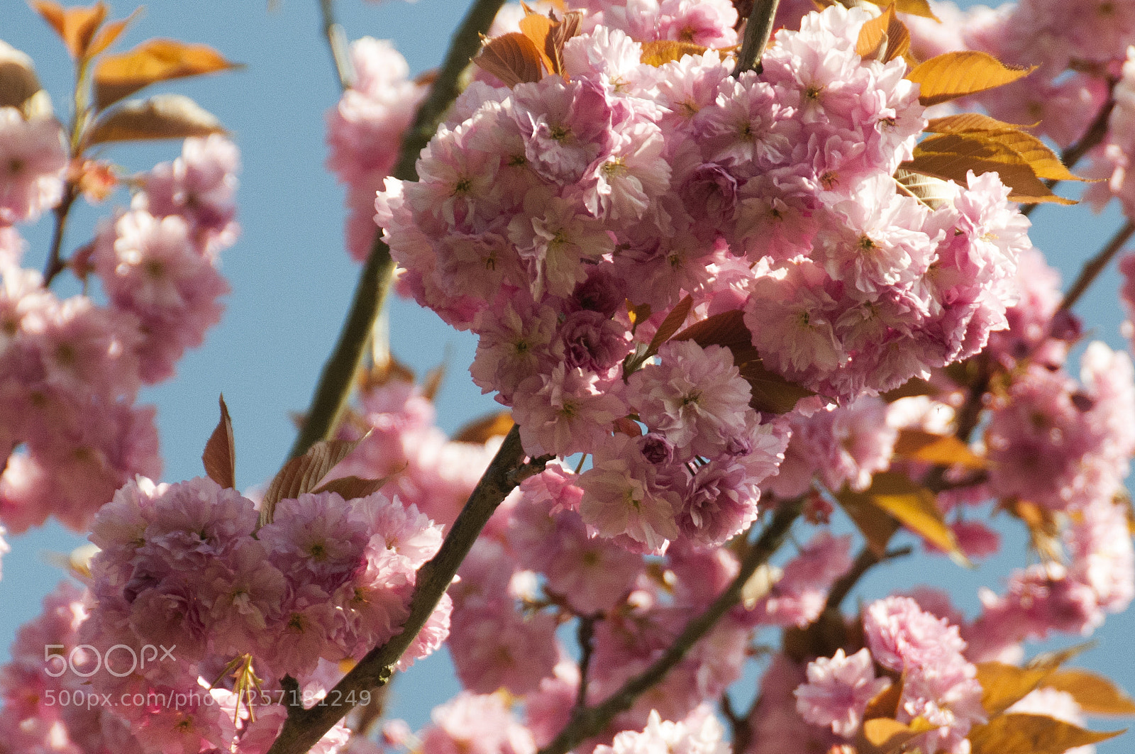 Nikon D300 sample photo. Blossom photography