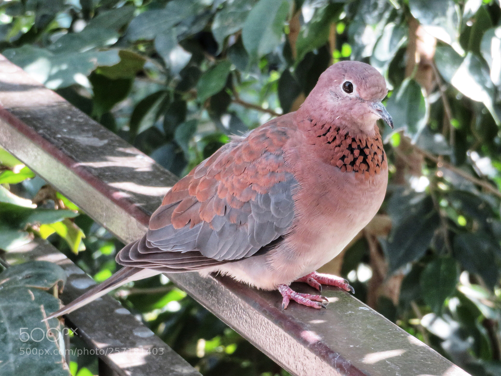 Canon PowerShot SX720 HS sample photo. Senegal dove photography
