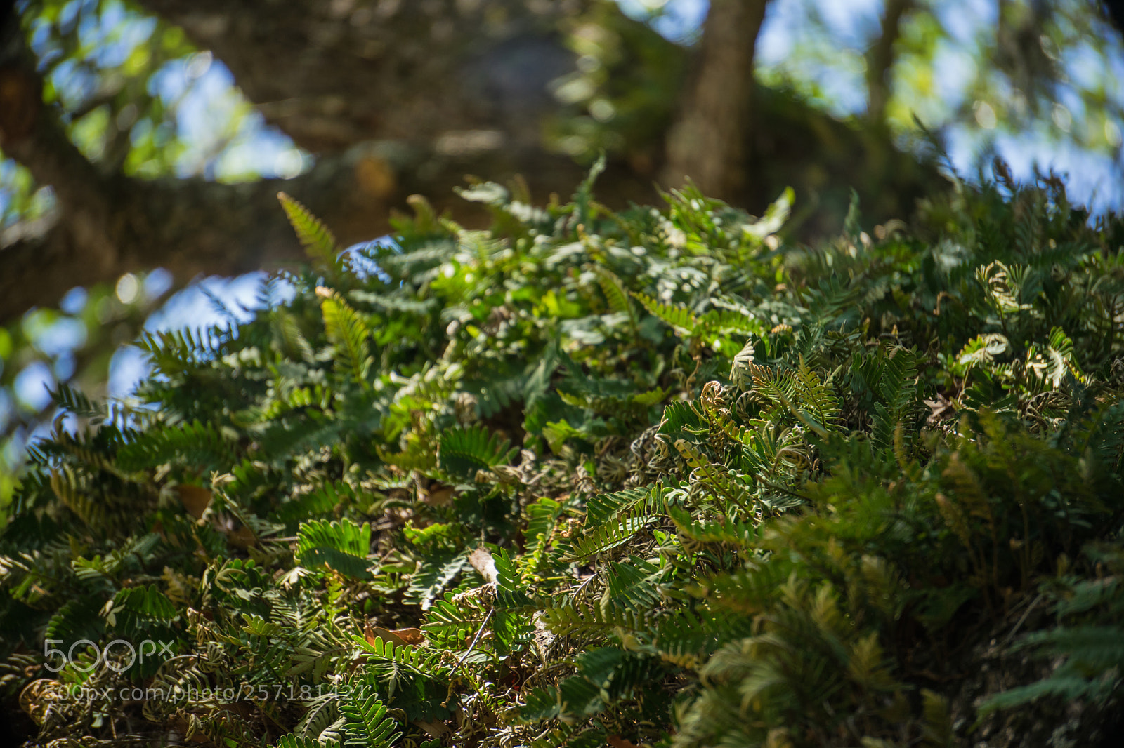 Sony a7 II sample photo. Clustered green photography