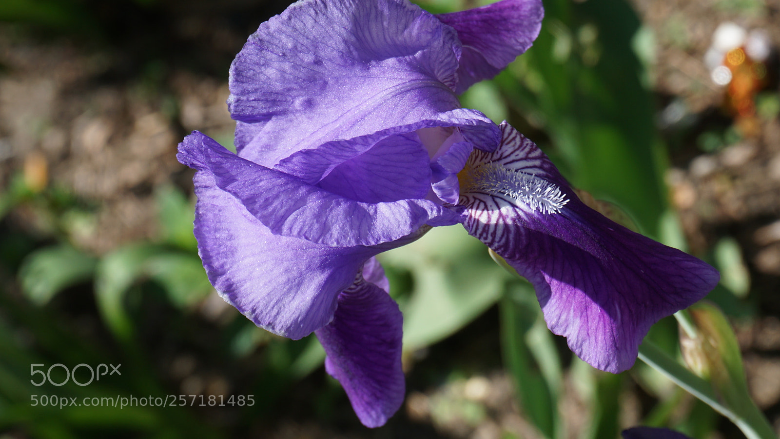 Sony a6000 sample photo. Flower photography