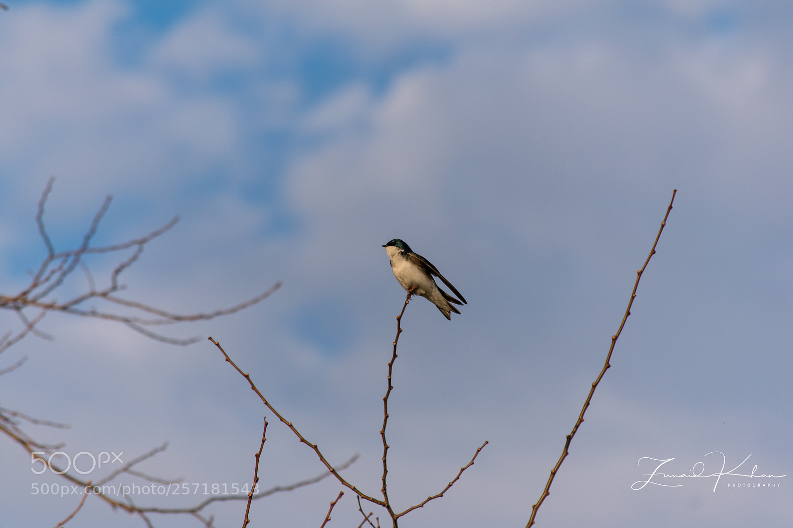 Nikon D3400 sample photo. Swallow  photography