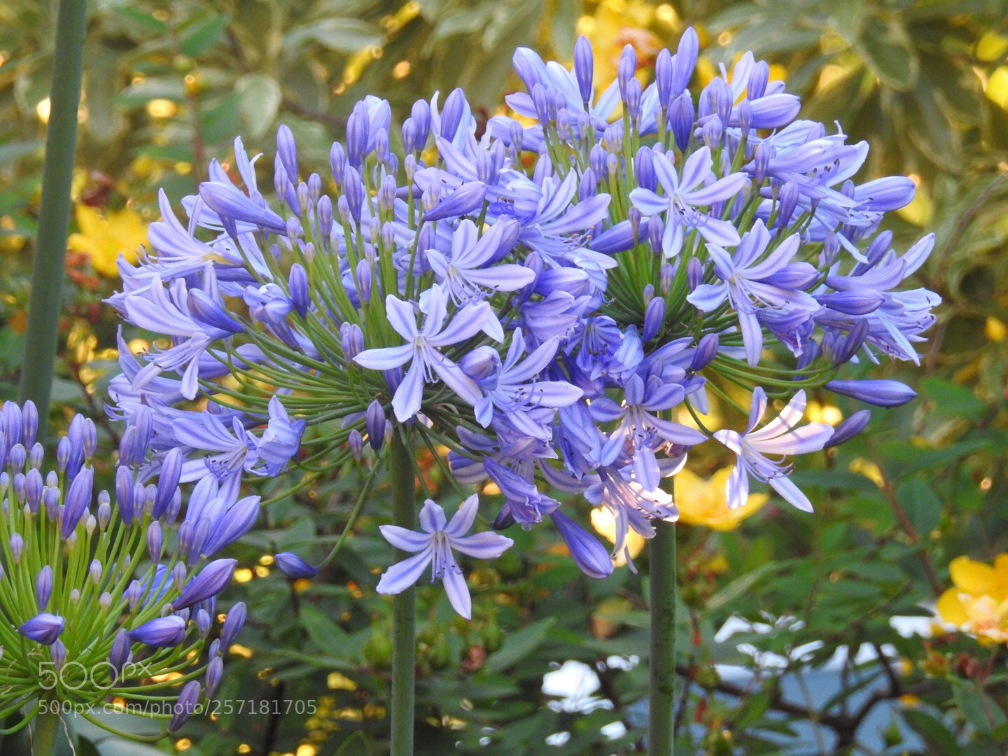 Nikon Coolpix P900 sample photo. Agapanthus  photography