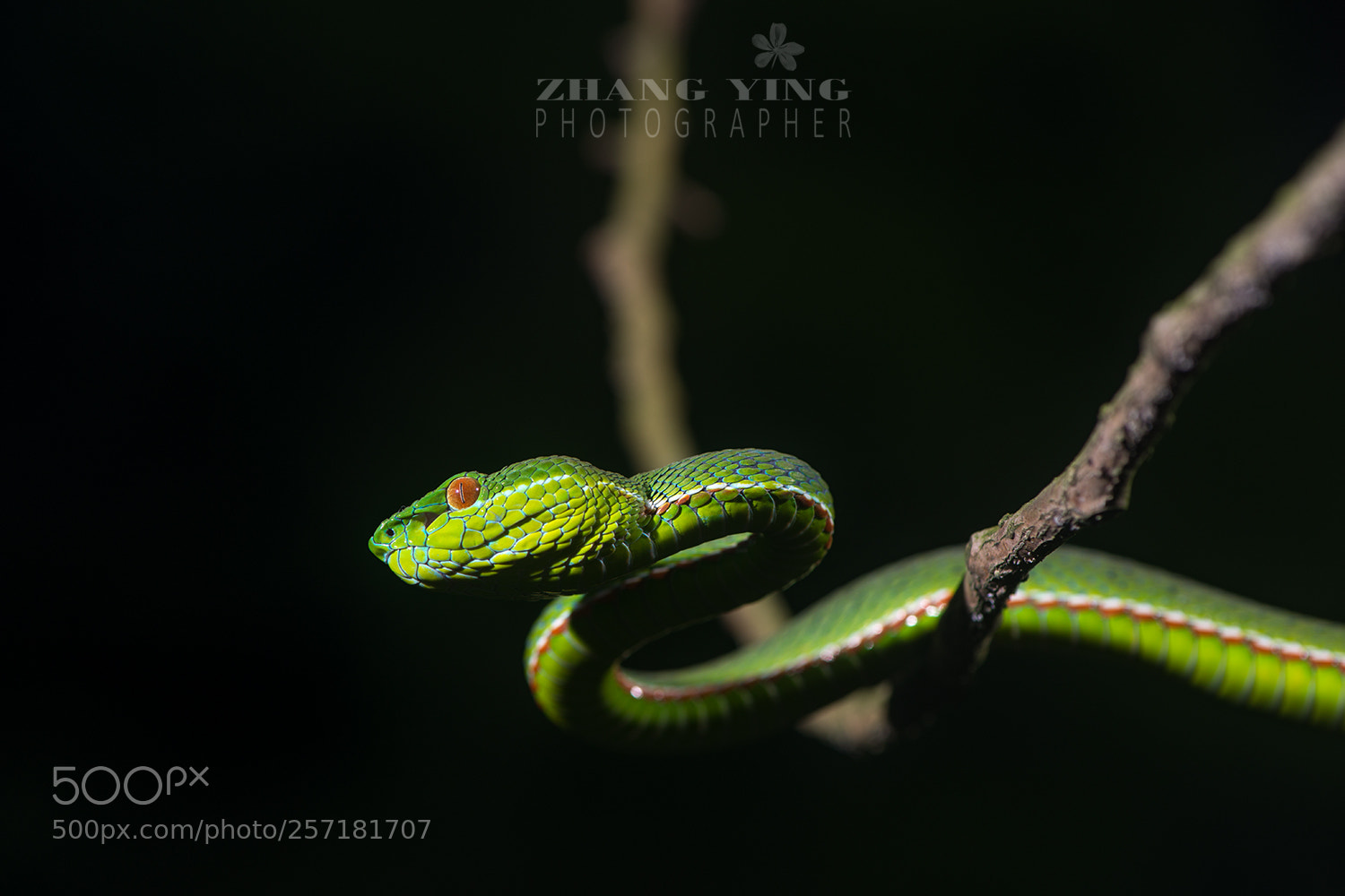 Nikon D800E sample photo. Untitled photography