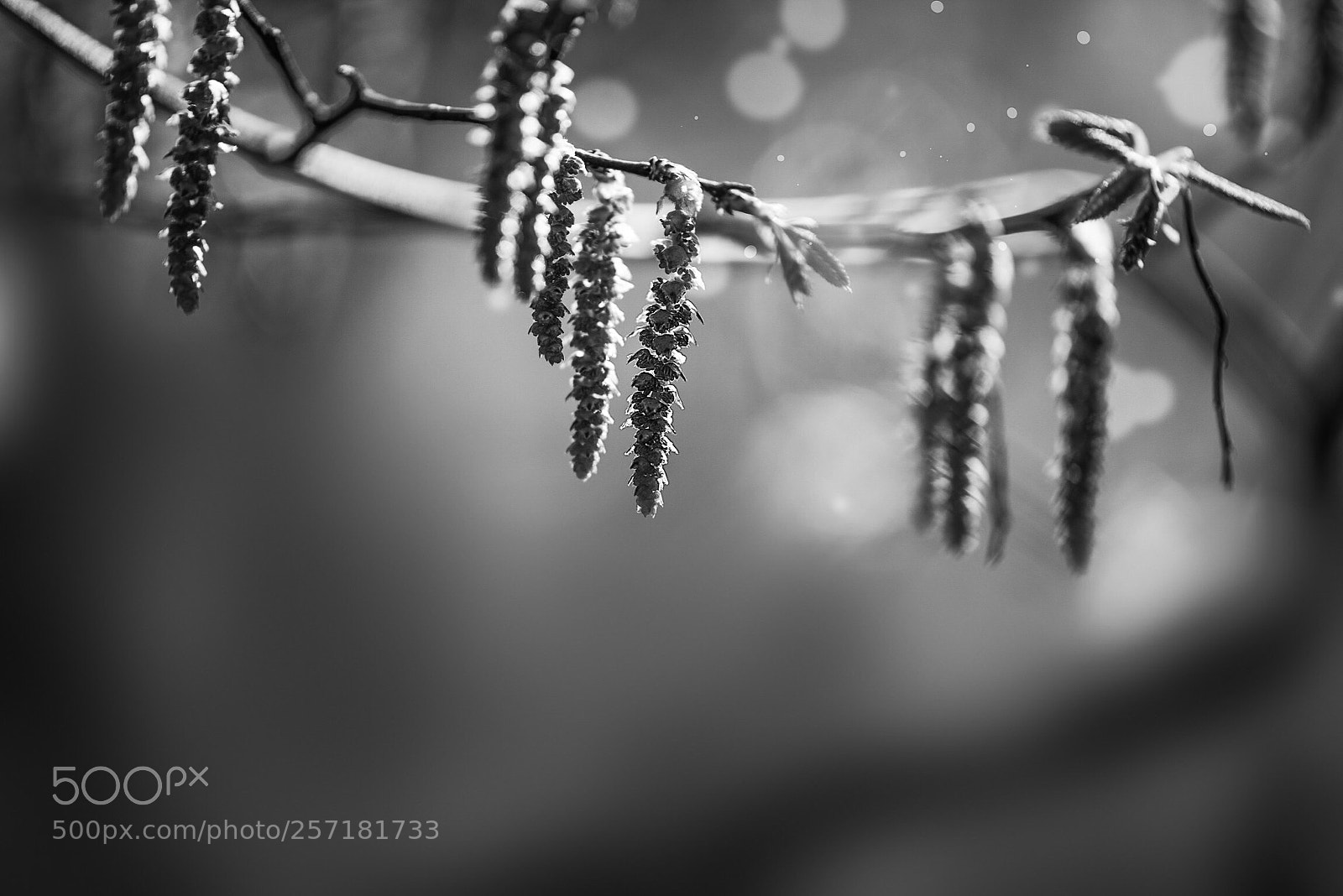 Nikon D810 sample photo. Spring light photography