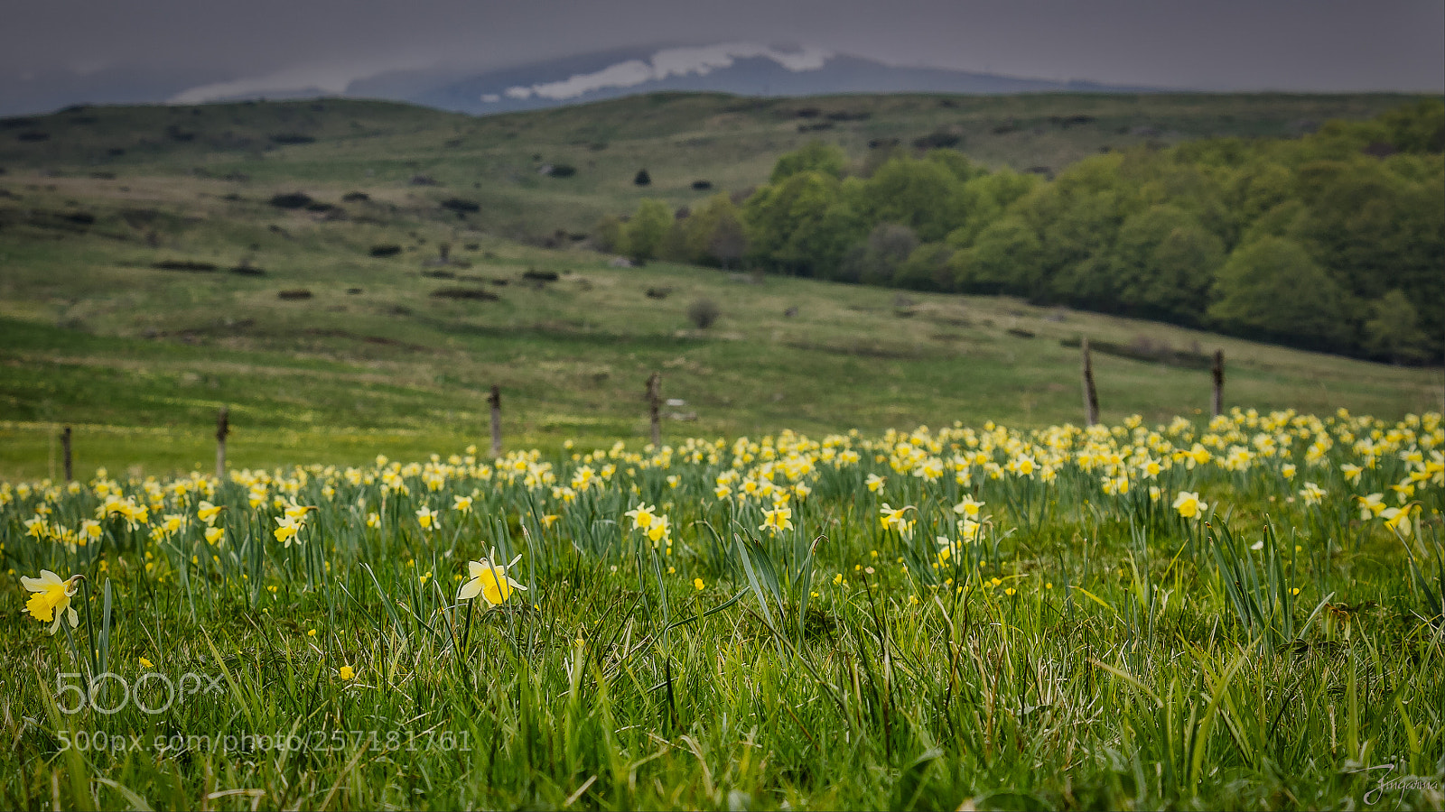 Canon EOS 600D (Rebel EOS T3i / EOS Kiss X5) sample photo. Jonquilles dans le sancy. photography