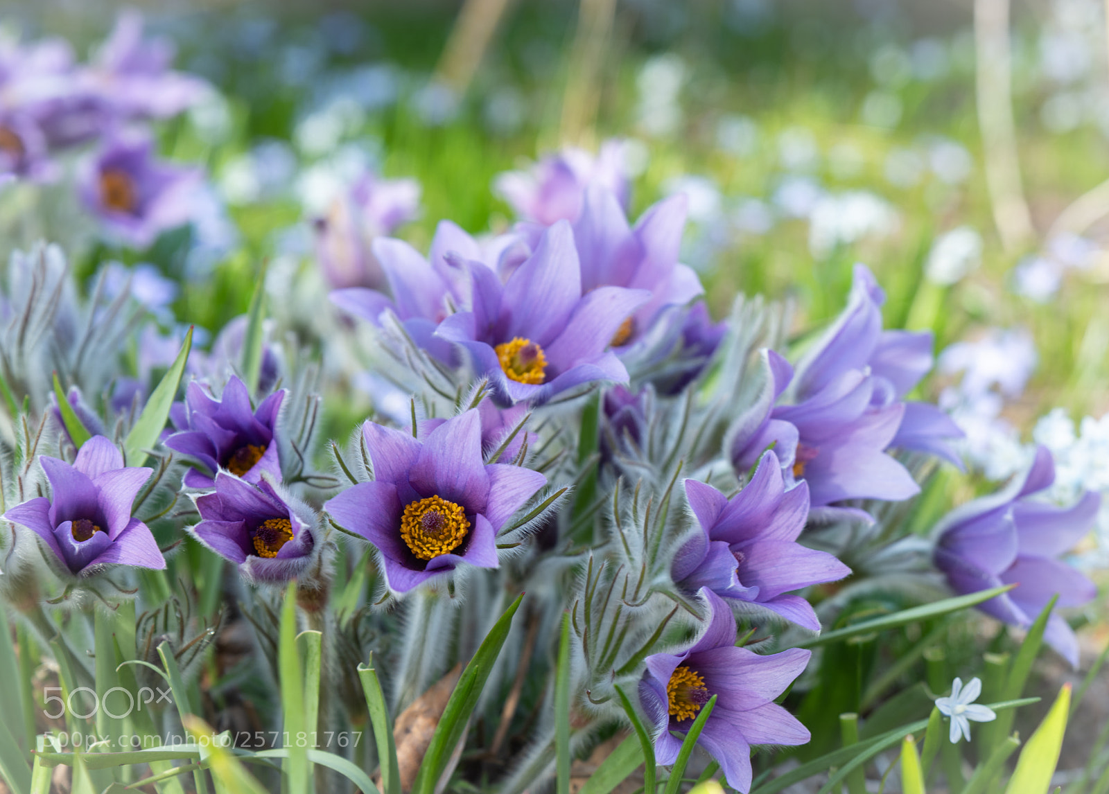 Nikon D850 sample photo. Early flowers photography