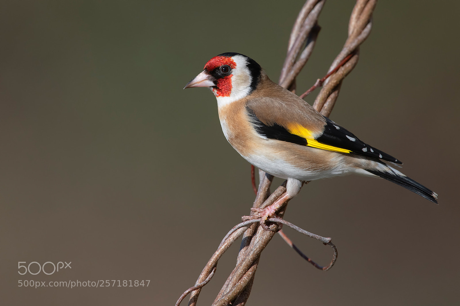Nikon D850 sample photo. Goldfinch photography