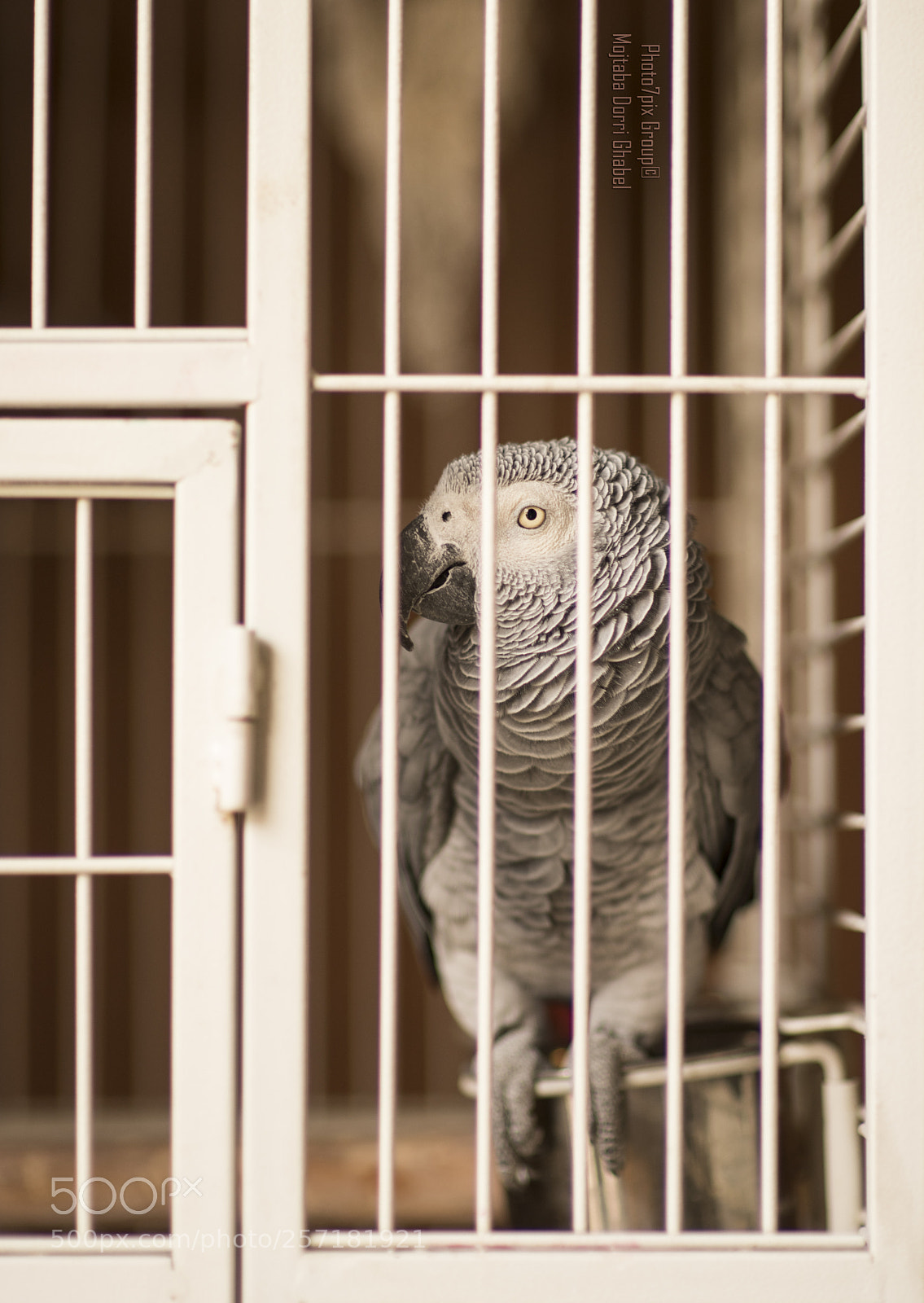 Nikon D810 sample photo. Parrot photography