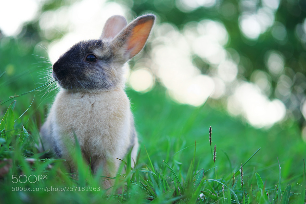 Fujifilm X-T20 sample photo. A bunny photography