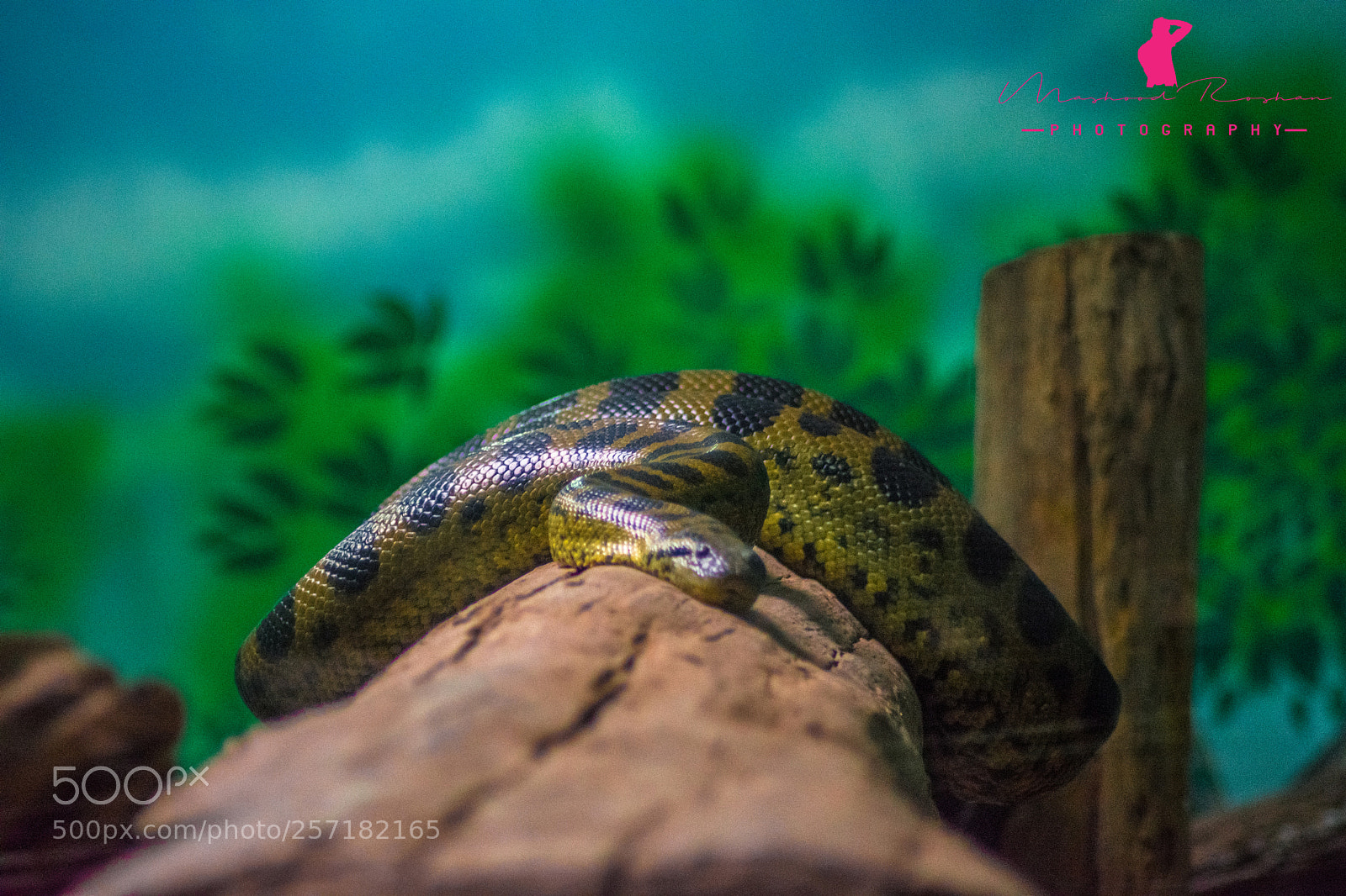 Nikon D3400 sample photo. Anaconda photography