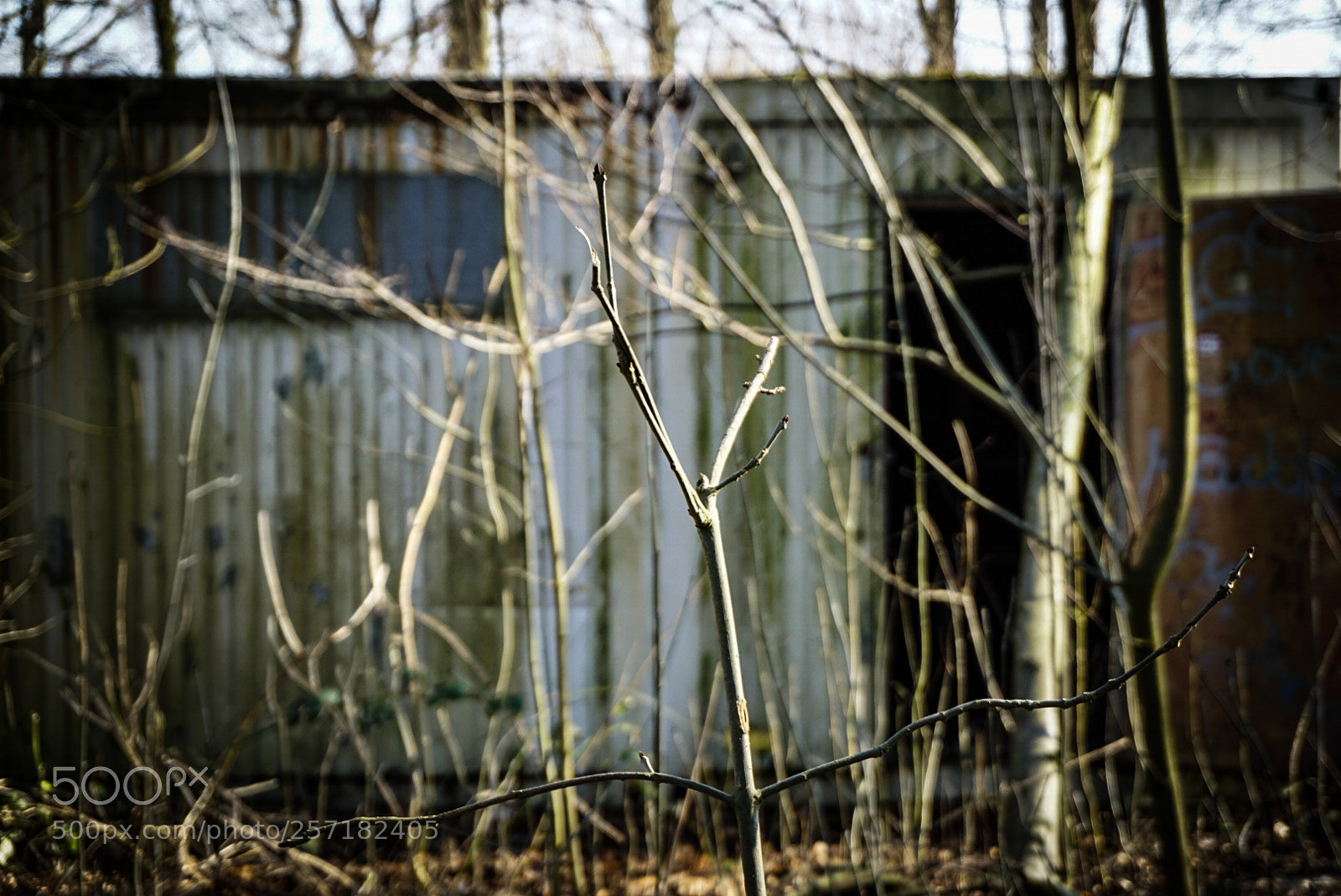 Sony a6000 sample photo. Rotten one photography
