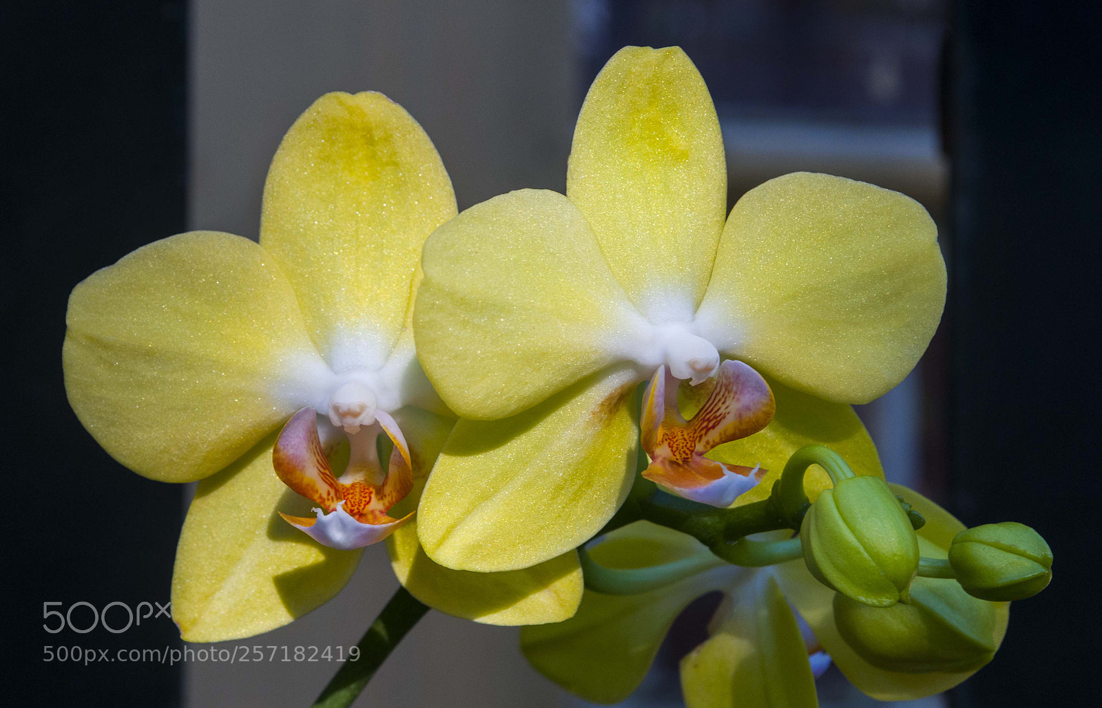 Nikon D300 sample photo. Yellow phalaenopsis photography