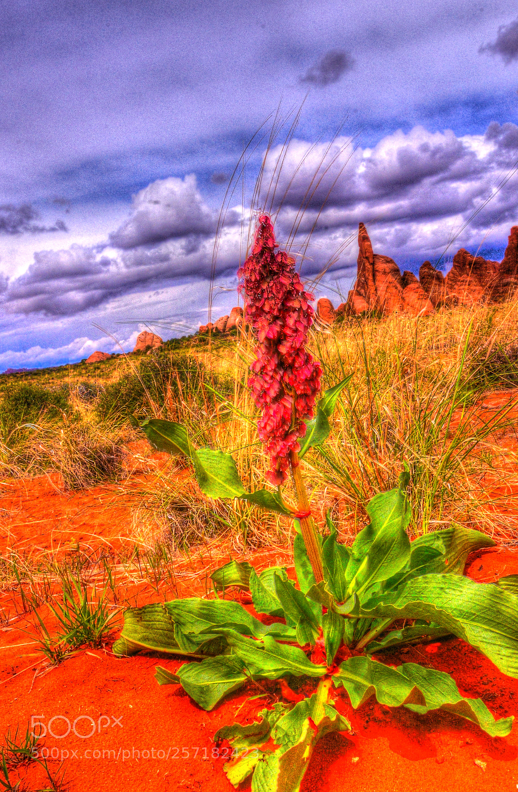 Nikon D610 sample photo. Desert flower photography
