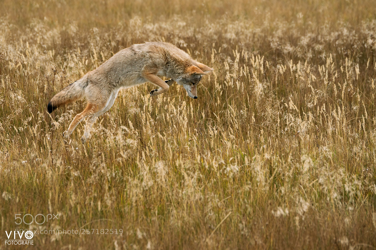 Sony a99 II sample photo. Hunting coyote photography