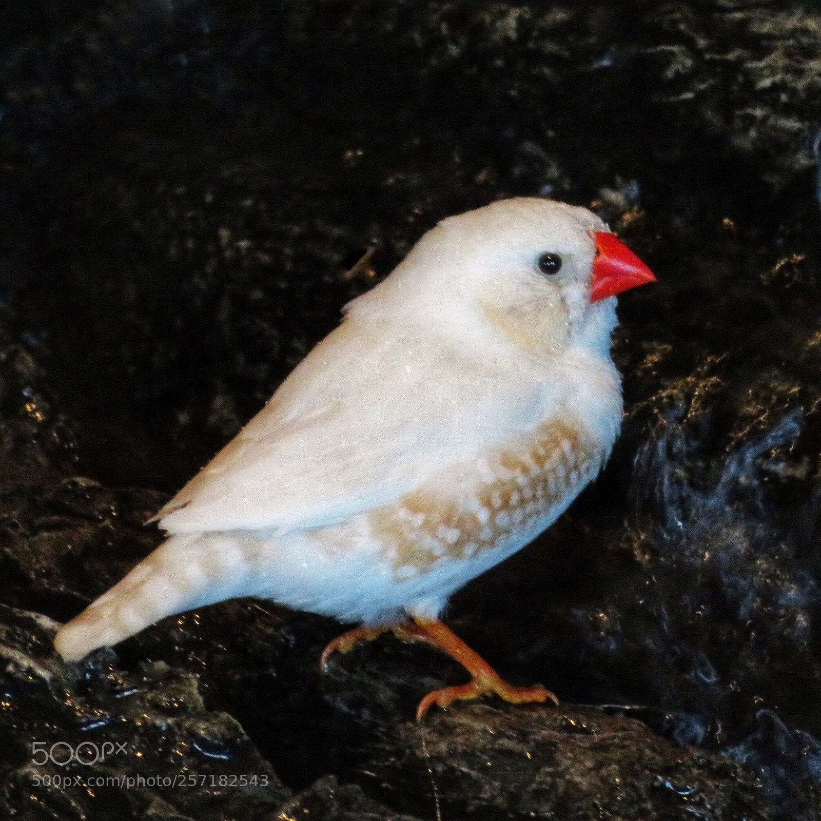 Canon PowerShot SX720 HS sample photo. Zebra finch mutation  photography