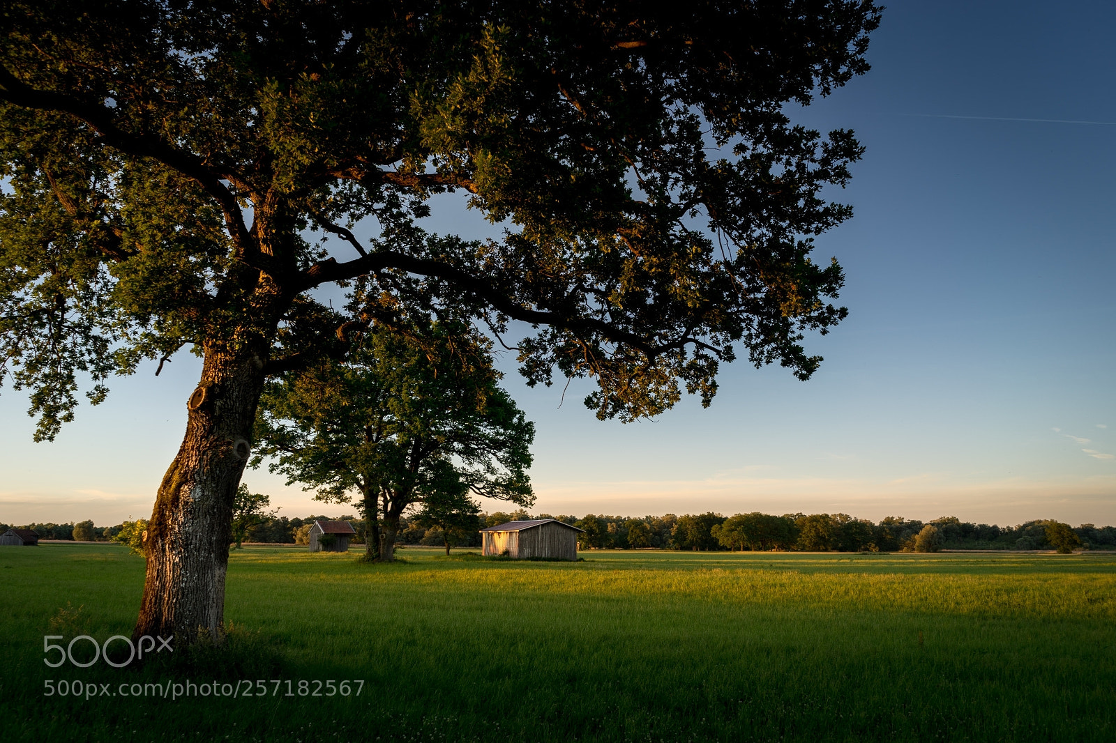 Sony a7 II sample photo. Lachsgang sunset stroll photography