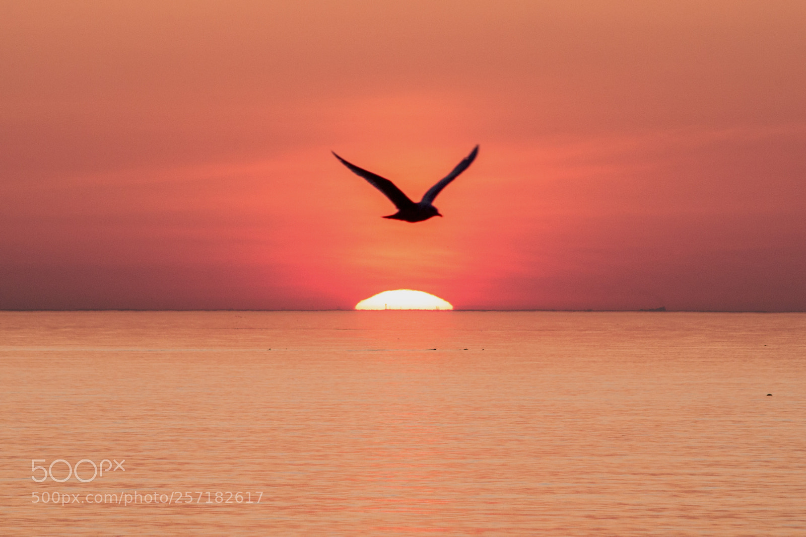 Canon EOS 70D sample photo. Sunrise gull at bluffer's photography