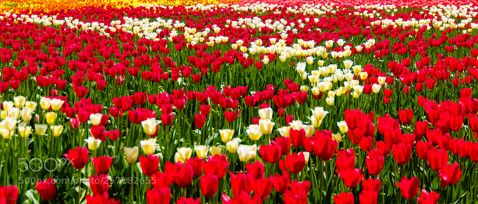 Canon EOS 60D sample photo. Ocean of flowers... photography