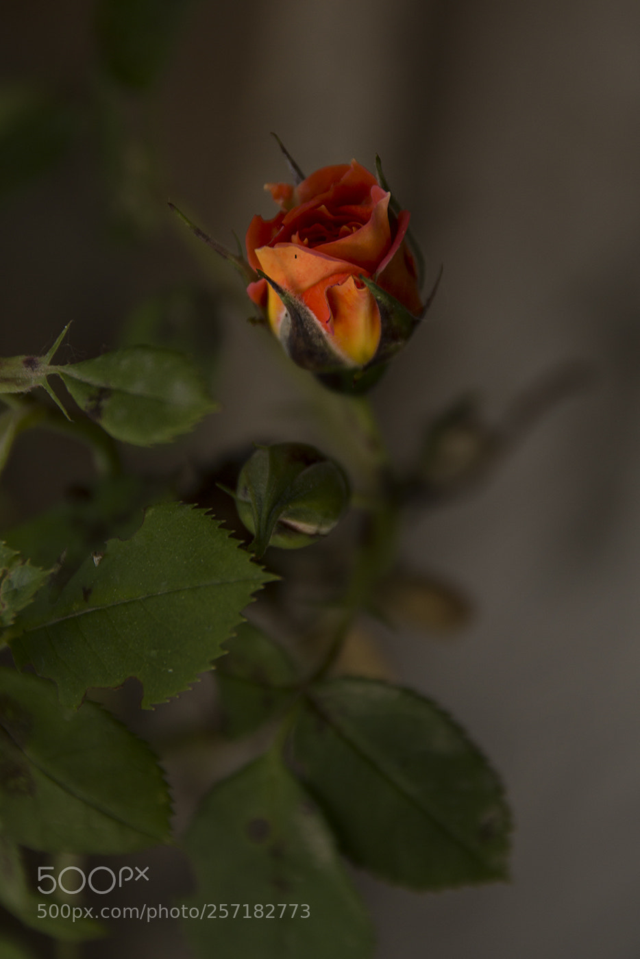 Canon EOS 70D sample photo. Parfum de rose photography