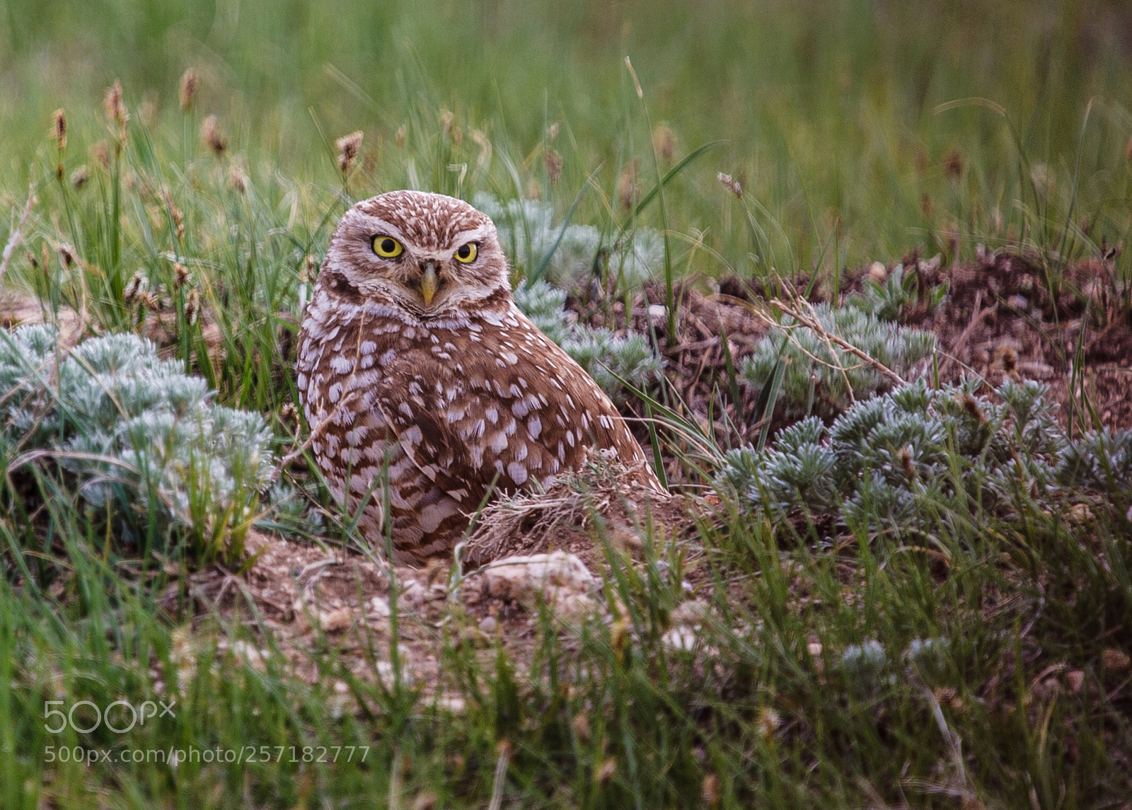 Canon EOS-1Ds Mark II sample photo. Burrowing owl tuesday may photography