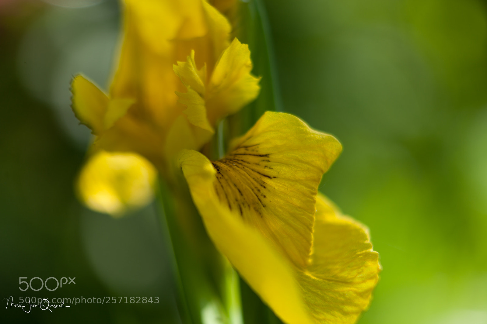 Canon EOS 5D Mark II sample photo. Dor souhait, je m' photography